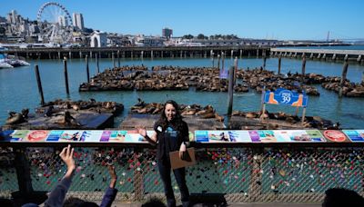 An anchovy feast draws a crush of sea lions to one of San Francisco’s piers, the most in 15 years