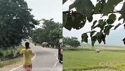 Assam Biker Mauled To Death By Rhino Near Pobitora Wildlife Sanctuary | On Cam - News18