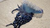 NOAA cautions against man-of-war due to sightings at NC beach