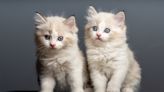 Ragdoll Kittens' Nap on Window Sill Is Pure Sunlight Serenity