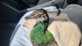 Young peacock seriously injured after being struck by car in Tampa Bay area: FHP