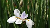 The Plant Doctor: Divide your African irises to make more plants