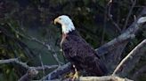 Bald Eagle with bird flu found in West Seattle park