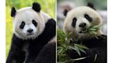 2 new giant pandas are returning to Washington's National Zoo from China by the end of the year