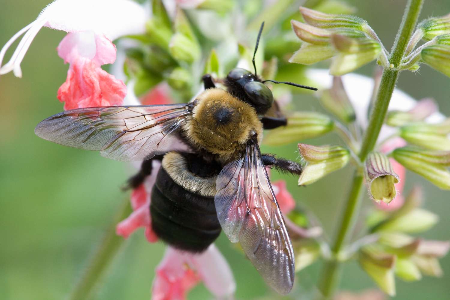 Keep Carpenter Bees Away From Wooden Structures
