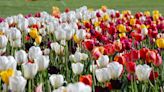 Tulip Time 2022: Everything you need to know about Holland's beloved festival