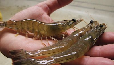 White shrimp named Georgia's official state crustacean