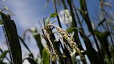 Exclusive-Mexico to proceed with GMO corn ban, seeks international grain deals -official