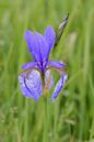 Iris sibirica