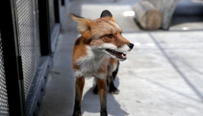 Line Fire: Big Bear zoo animals find safe haven from smoke at Living Desert in Palm Desert