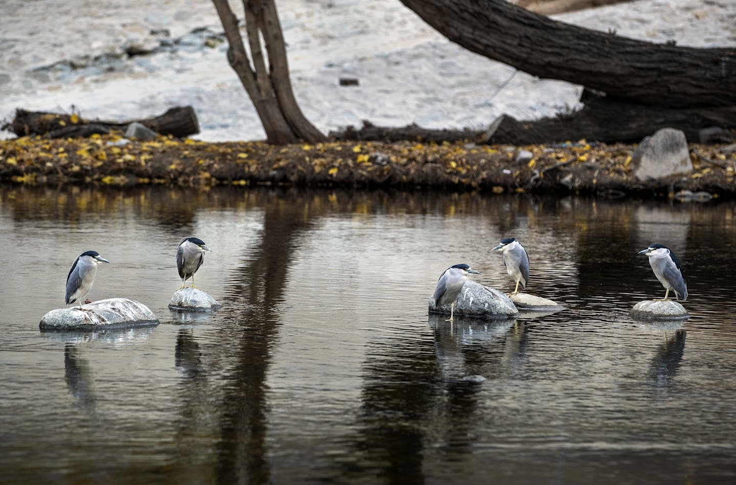 Cities contain pockets of nature – our study shows which species are most tolerant of urbanization