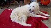 Hero Great Pyrenees Moose Saves Foster Family From Houseboat Fire