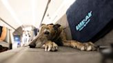 New airline allows pawsengers in the cabin - The Boston Globe
