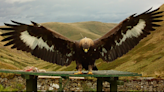 Missing golden eagle ‘believed to have come to harm’, police say