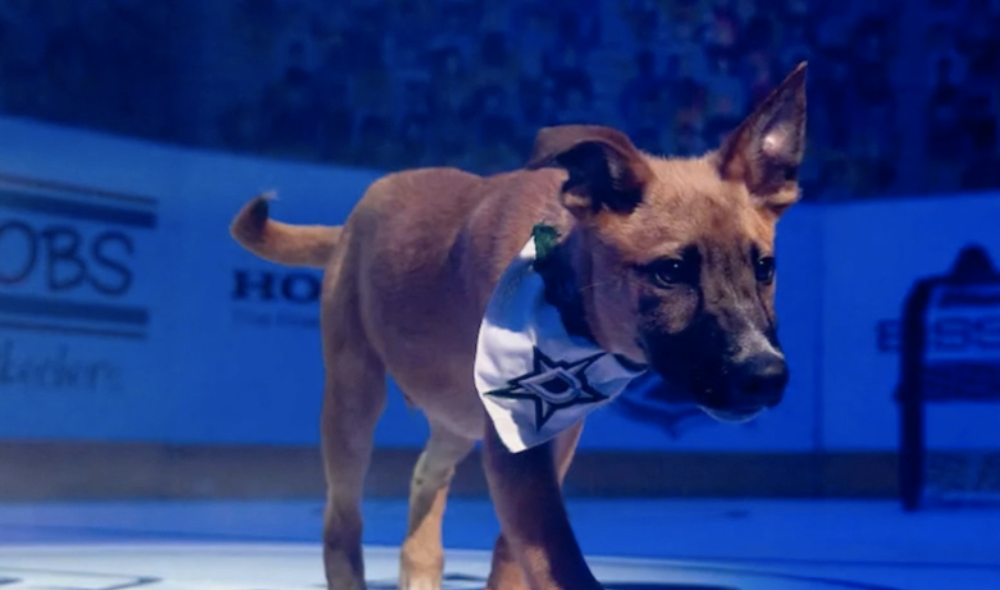 NHL, Petco team up for 'Stanley Pup' featuring puppies up for adoption