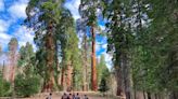 This Sierra giant sequoia grove wasn’t completely torched by wildfire. It should reopen | Opinion
