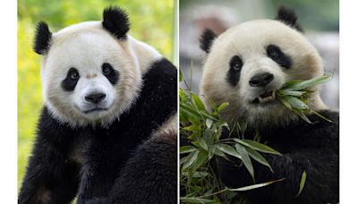 Giant pandas are returning to Washington’s National Zoo from China by the end of the year