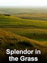 Splendor in the Grass (1981 film)