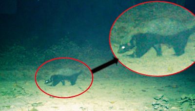 Rare honey badger spotted for first time in Uttarakhand - The Tribune