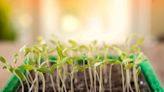 How to Fix Leggy Seedlings to Encourage Strong, Healthy Plant Growth