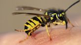 This tip for getting rid of wasps is 'cheaper' and 'less time-consuming'
