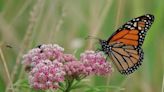 Plummeting number of monarch butterflies in Texas need your help. Here’s how