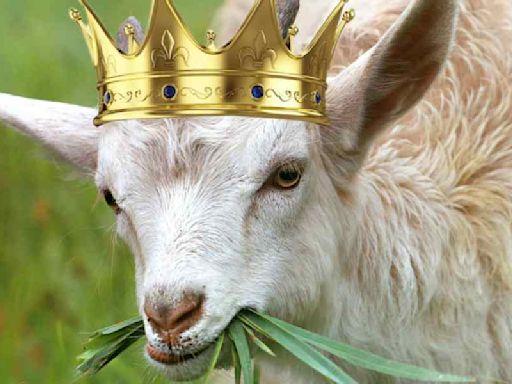 Letters to the Editor: King Charles III bestows royal title on rare golden goat breed