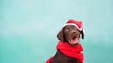 20 Best Dog Stocking Stuffers For Your Pup in 2023