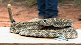 Sweetwater Rattlesnake Roundup: A West Texas Tradition