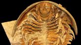 “Truly Astonishing” – Discovery of 500-Million-Year-Old “Pompeii” Trilobite Fossils Shake Up Scientific Understanding of the Long-Extinct...