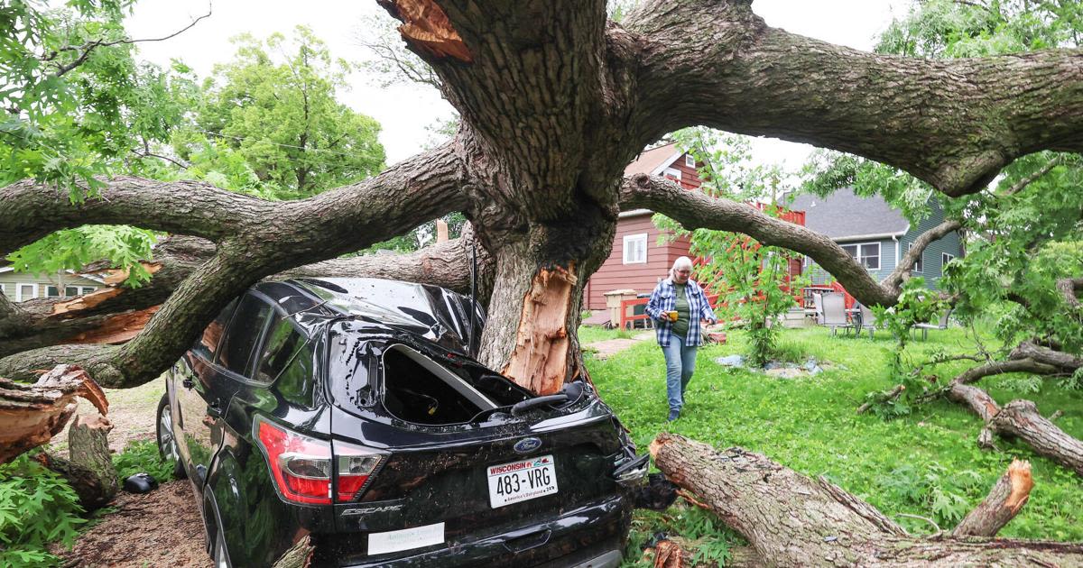 Pine Street Oak, one of Madison's oldest trees, falls to storms