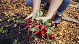 The Health Benefits of Radishes