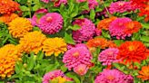 How To Grow And Care For Zinnias