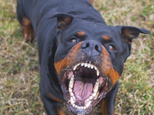 TRAGEDIA en Mendoza: una mujer de 85 años MURIÓ después de ser atacada por sus TRES PERROS rottweiler