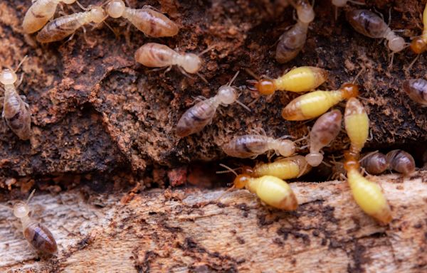 Termites infesting your home? Here's how to identify them and what to do