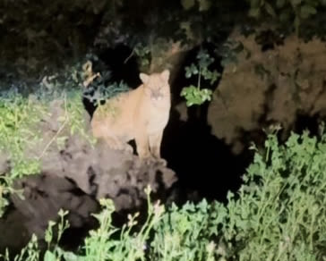 Mountain lion spotted in L.A.’s Griffith Park, 1 1/2 years after P-22’s death