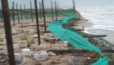 Reportan 35 mil huevos de tortuga Lora arrastrados por tormenta “Alberto” en Tamaulipas