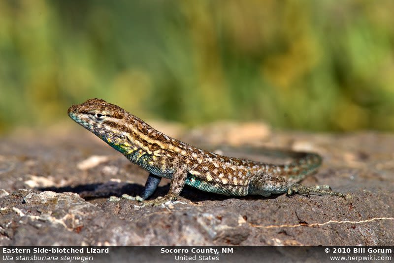 What lizards are in your Albuquerque backyard?