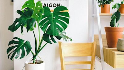 ¿Por qué la monstera es la planta ideal para una casa Millennial?