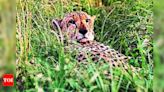 Rajasthan plans for Cheetah relocation from Madhya Pradesh | Jaipur News - Times of India