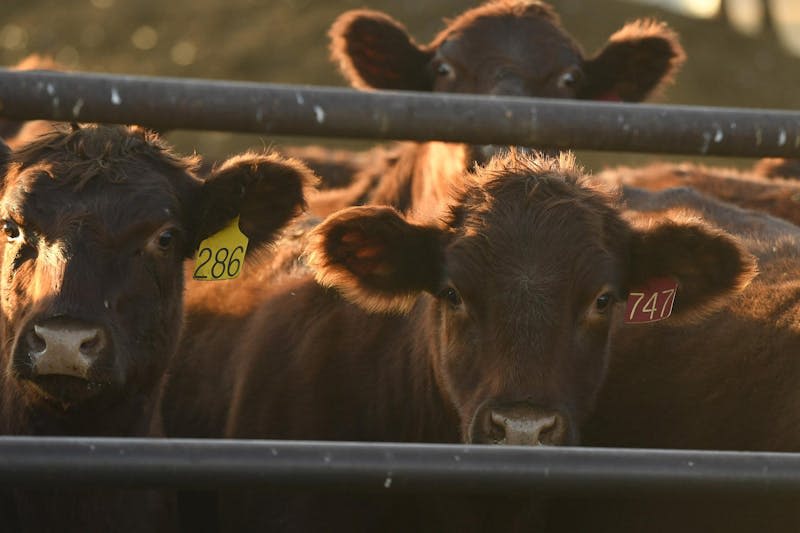 'You live a little bit with the risk': North Carolina declared free from avian flu