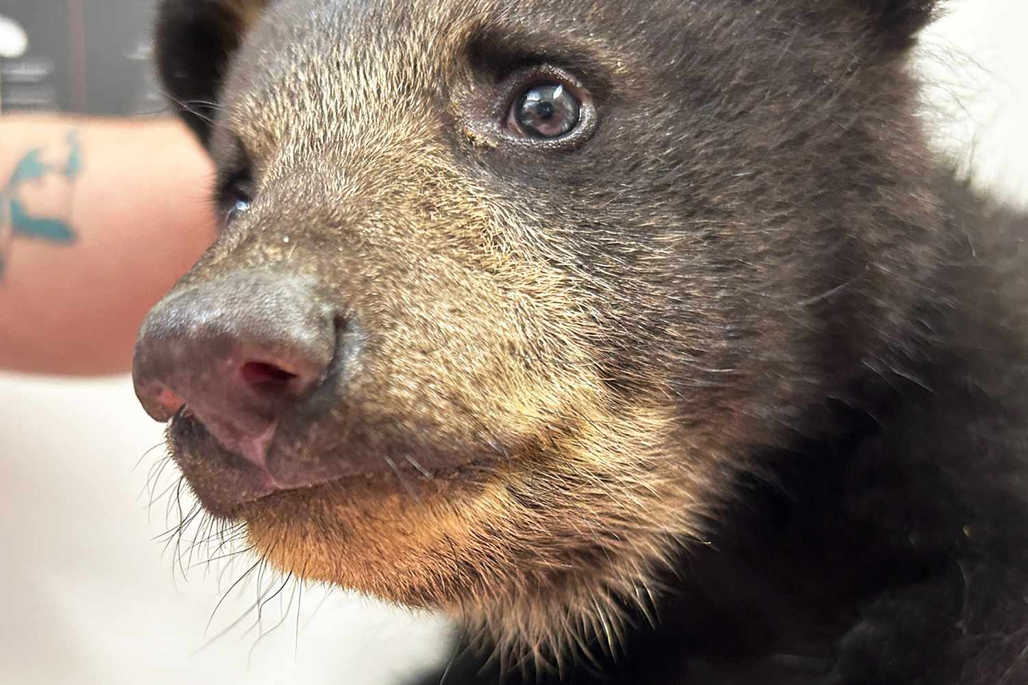 Wild Bear Cub Pulled from Tree for Selfies Is 'Doing Well' in N.C. Animal Refuge's Care