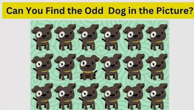 Brain Teaser Of The Day: Its Graduation Day! Can You Spot The Topper Dog In Less Just 5 Seconds?