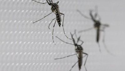 Un vaso en la ventana: el truco para eliminar los mosquitos sin insecticida que cada día hace más gente