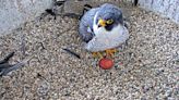 Power plant nest in central Wisconsin welcomes first peregrine falcon egg of the season