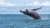 ¿Misteriosos cantos en el mar? Los sonidos de las ballenas al fin son descifrados
