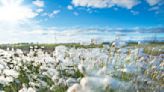 Cotton stocks set to rise: USDA data shows 5.4 million bales surge in supply in 2024-25 | Invezz