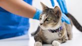 Here's What Happens at Your Cat's Annual Vet Visit