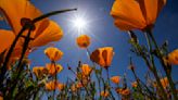 A big year for wildflowers in Southern California — just not poppies. Why?