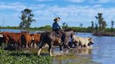 Para Corrientes y Entre Ríos: aconsejan cómo manejar la hacienda ante la crecida de los ríos